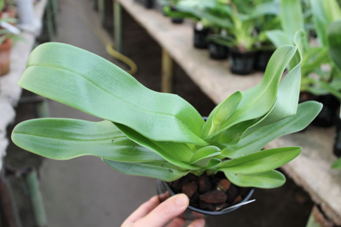 Paphiopedilum Sorcerer's Stone.jpg