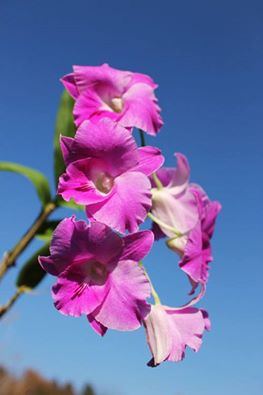 Den Lady Pink x King Dragon.jpg