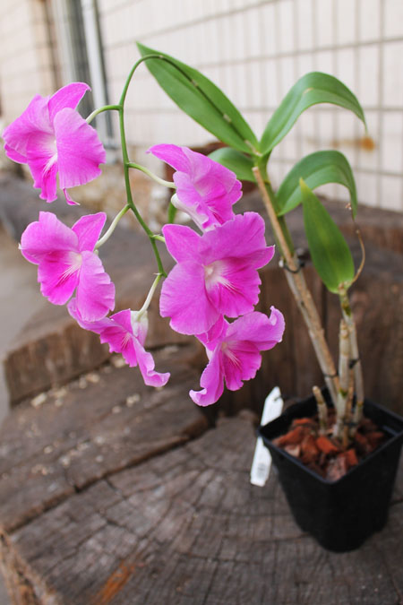 Den Lady Pink x King Dragon.jpg