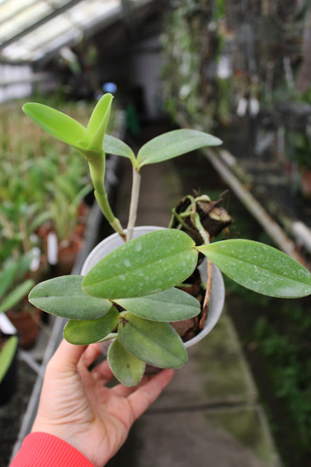 Cattleya intermedia orlata marginata coerulea 'AWZ' x Cattleya intermedia coerulea aquini flamea 'AWZ'.jpg