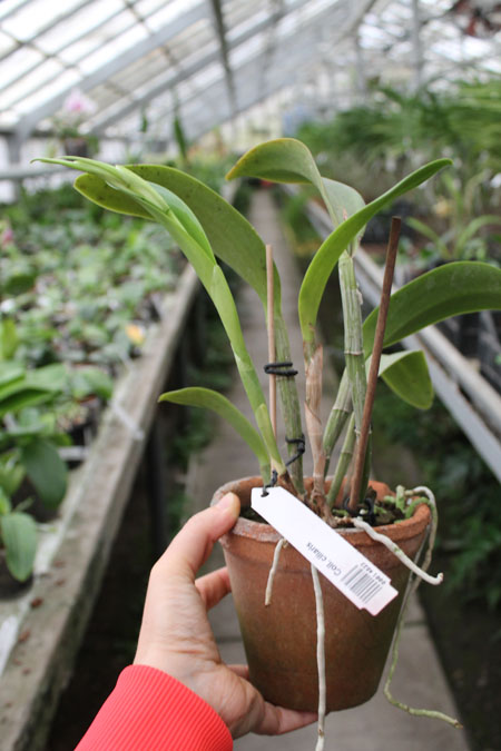 Coilostylis ciliaris.jpg