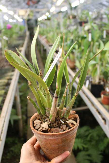 Laelia mantiqueirae x pumila alba.jpg