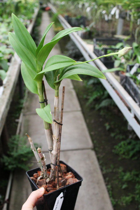 Den Lady Pink x King Dragon.jpg