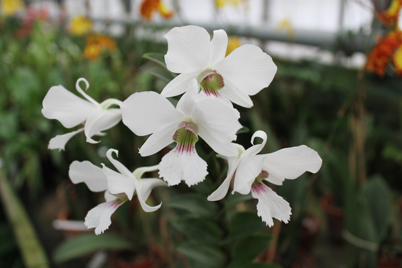 Dendrobium sanderae var major.jpg