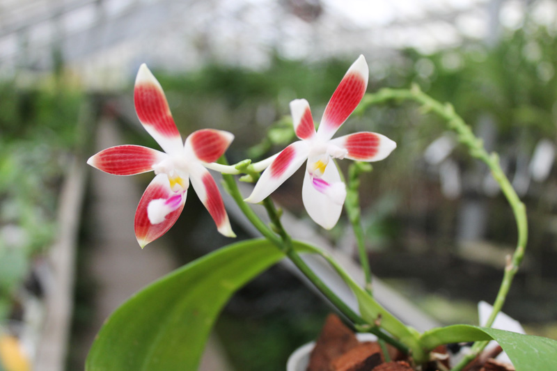 Phalaenopsis tetraspis.jpg