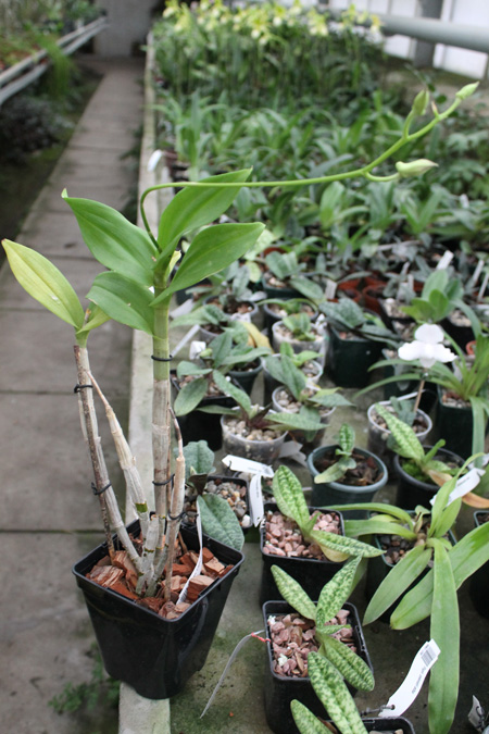 Dendrobium Lady Pink x King Dragon.jpg