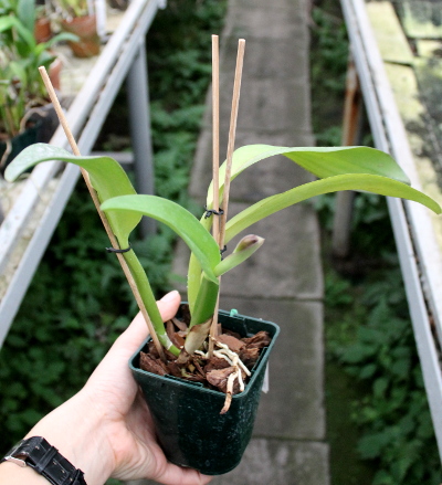 Potinara (Brassolaeliocattleya Toshie Aoki x Sophrolaeliocattleya Final Touch 'Mendenhall').JPG