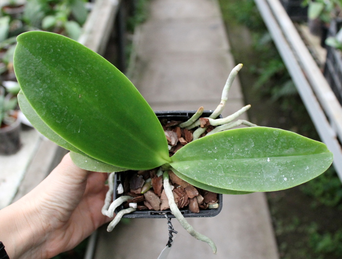 Phalaenopsis Natasha 'Aiko'.JPG