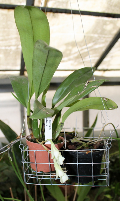 Trichopilia rostrata.JPG