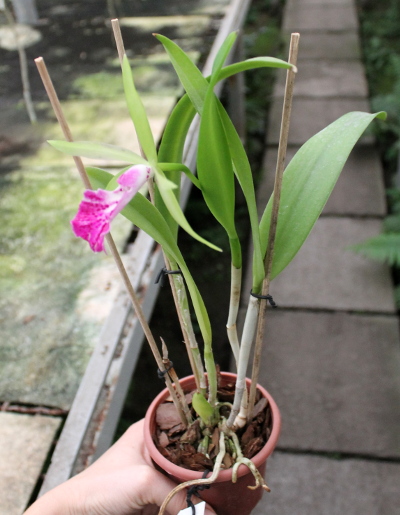 Brassocattleya Binosa 'Lynn' x Cattleya Fascelis 'Autumn Leaves'.JPG