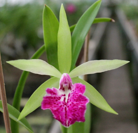 Brassocattleya Binosa 'Lynn' x Cattleya Fascelis 'Autumn Leaves'2.JPG