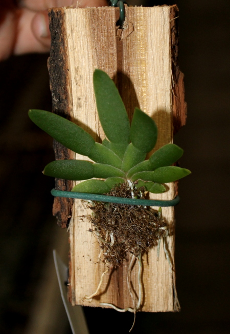 Ornithocephalus gladiatus.JPG