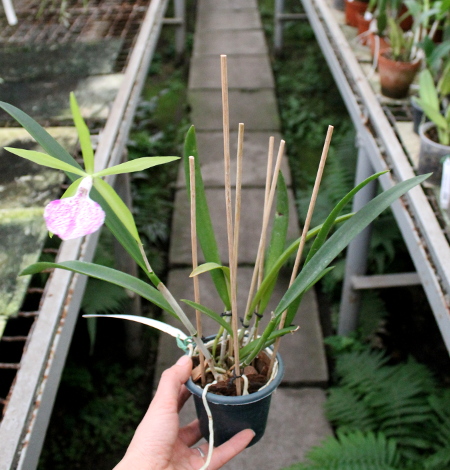Brassocattleya Binosa 'Kirk'2.JPG