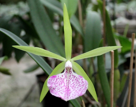 Brassocattleya Binosa 'Kirk'.JPG
