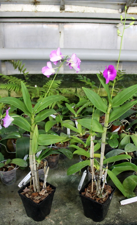 Lady Pink x King Dragon.JPG