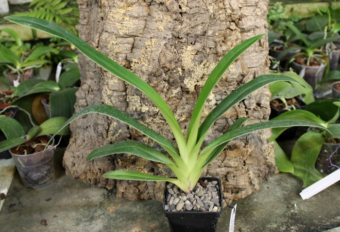 Phragmipedium Memory Dick Clements (besseae x sargentianum).JPG