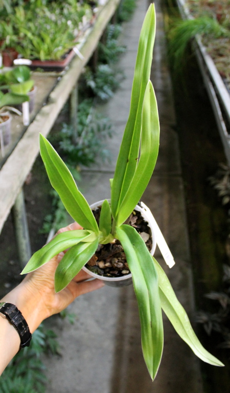 Phragmipedium besseae.JPG