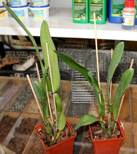 Potinara Chief Emperor 'Sunset'.JPG