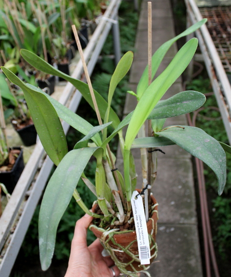 Laeliocattleya Hsinying Pub 'Albo Sanguinea' (purpurata x Batagesi).JPG