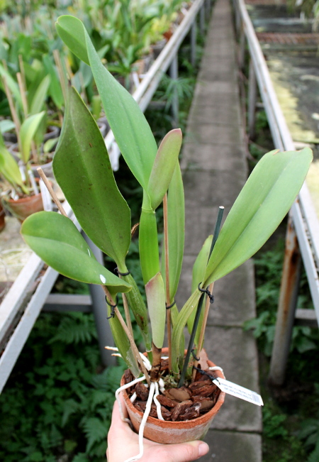 Potinara Perfect Choice 'Purple Lady' (Pot. Tokyo Bay x Lc. Lake Casitas).JPG