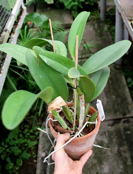Laeliocattleya Orglade's Grand 'Yu Chang Beauty' (Mildred Rives x Persepolis).JPG