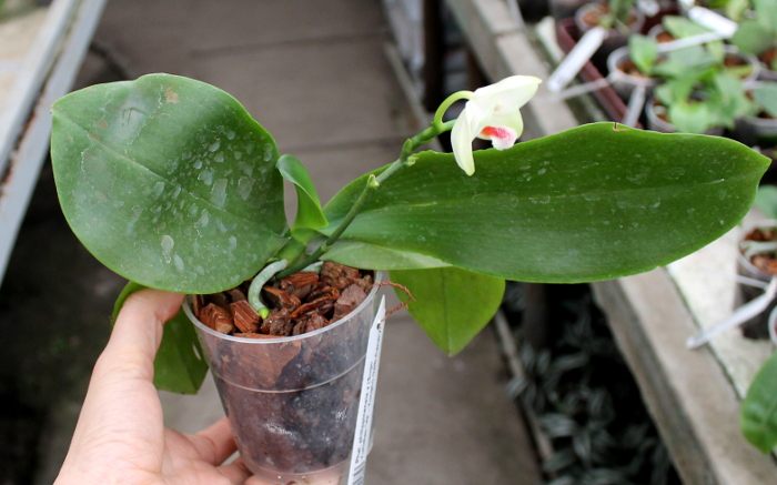 Phalaenopsis philippinensis x (Sogo Yukidian 'V3' - Yungho Gelb Canary)3.JPG