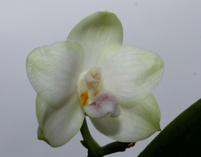 Phalaenopsis philippinensis x (Sogo Yukidian 'V3' - Yungho Gelb Canary)2.JPG