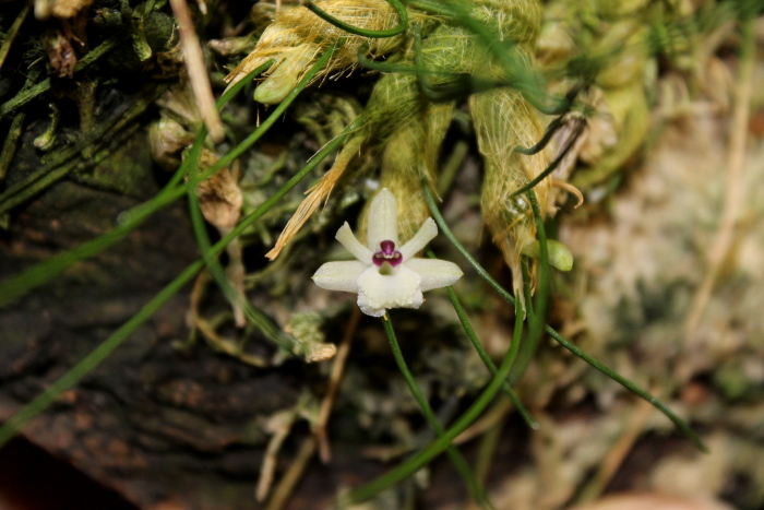 Isabelia virginalis (clump).JPG