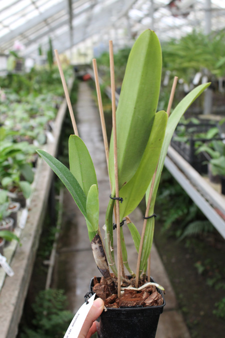 Cattleya mossiae amoena.jpg