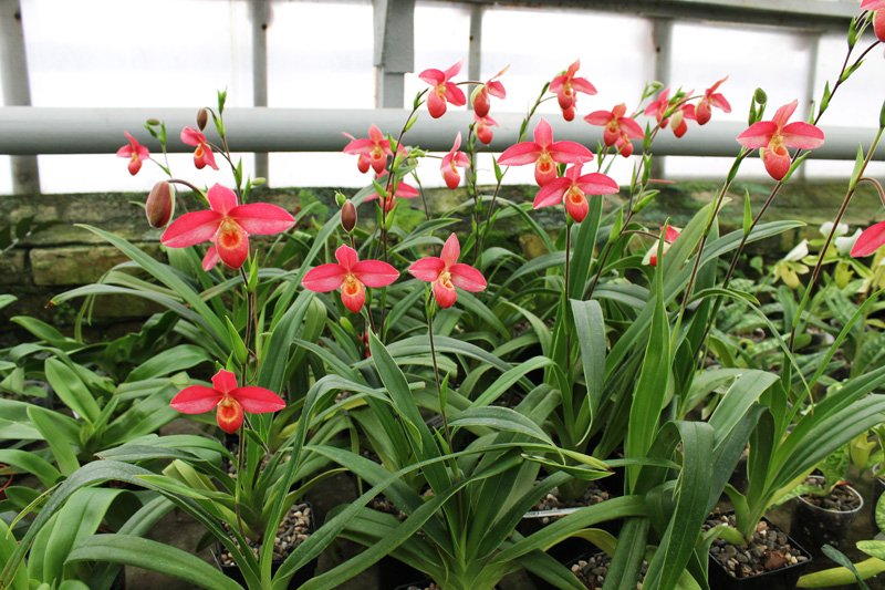Phragmipedium Andean Fire (besseae x lidleyanum).jpg