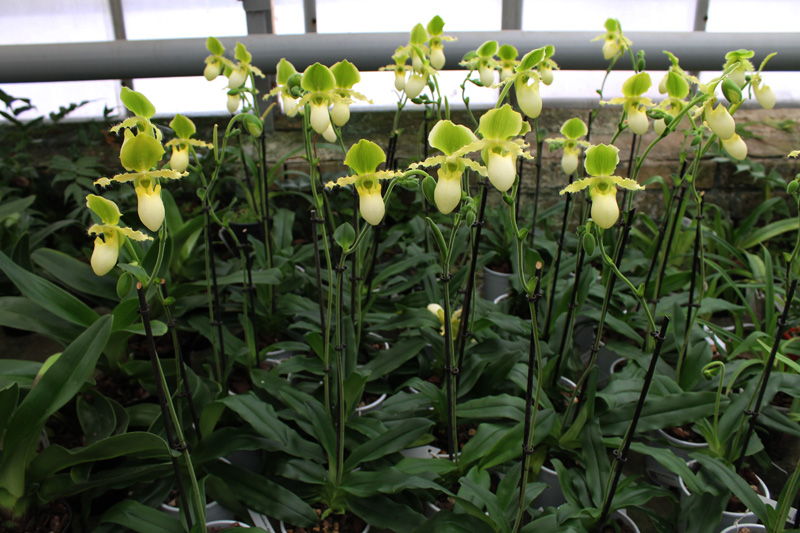 Paphiopedilum primulinum alba.jpg