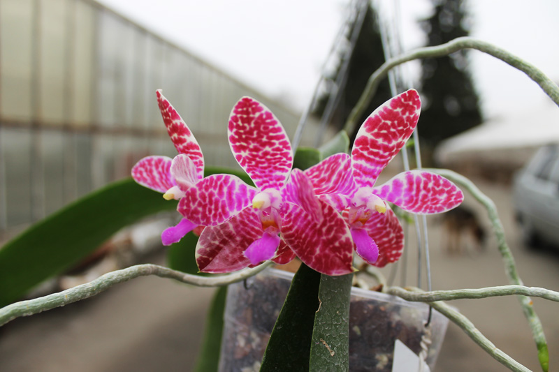 Phalaenopsis Joey.jpg