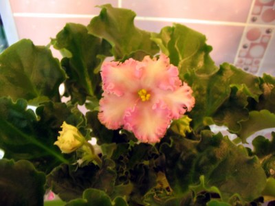 . Лебецкая.jpg