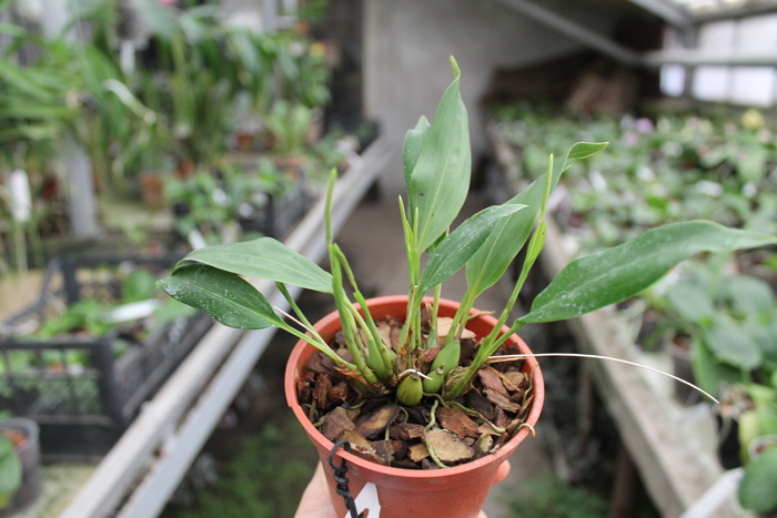 Dendrochilum uncatum.jpg