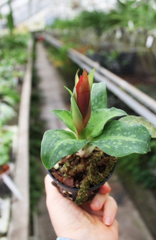 Stenorrhynchos speciosus.jpg