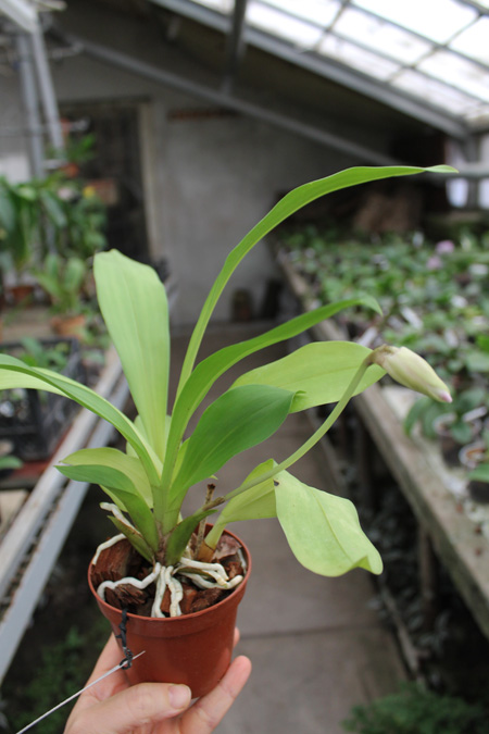 Cochleanthes (amazonica x lobata).jpg