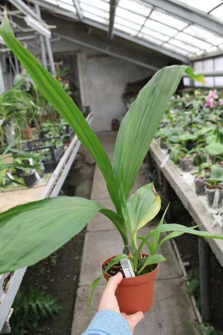 Lycaste groganii.jpg