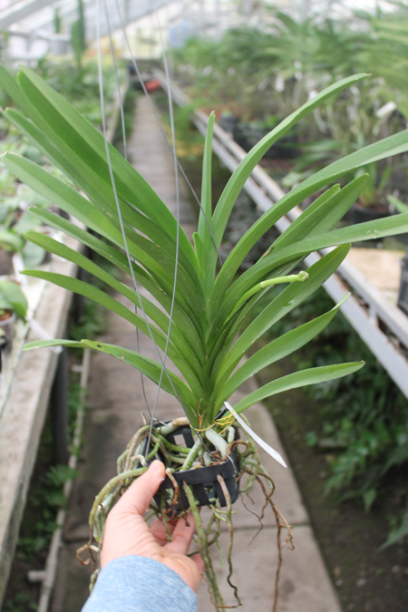 Ascocenda Princess Mikasa Pink.jpg