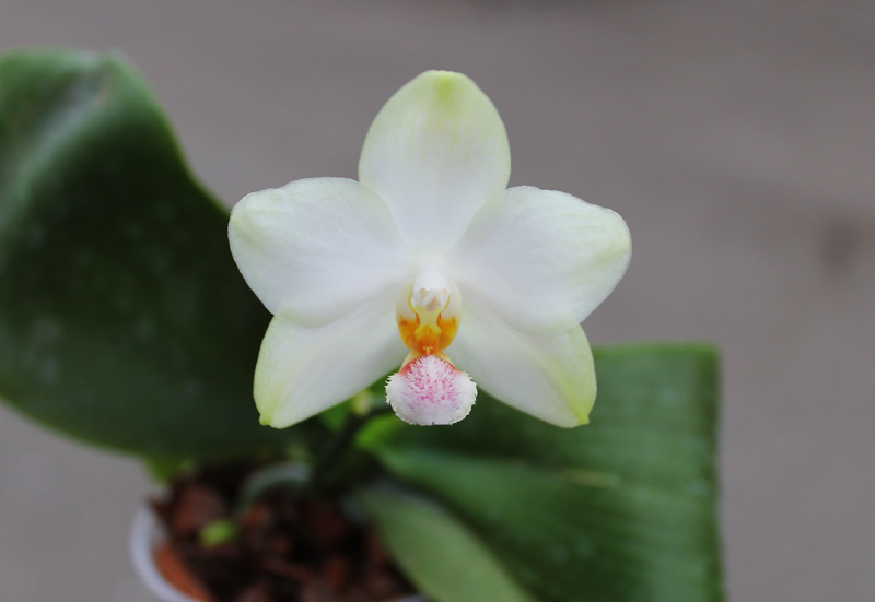 Phalaenopsis philippinensis x (Sogo Yukidian 'V3' - Yungho Gelb Canary).jpg