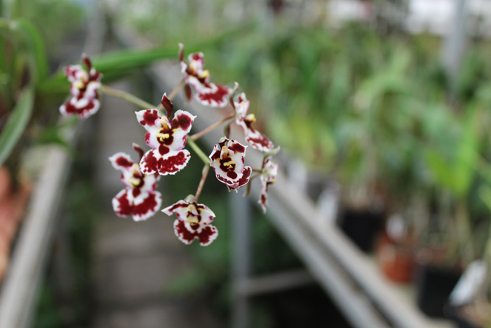 Oncidium (Tolumnia) hybrid.jpg