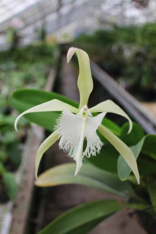 Epidendrum parkinsonianum x Brassavola digbyana.jpg