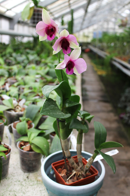 Dendrobium Rainbow Fantasy.jpg