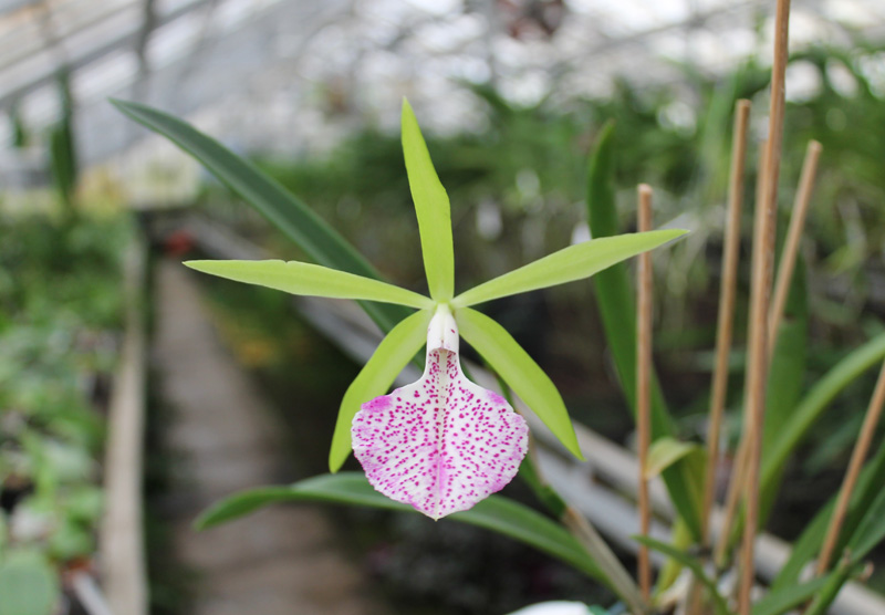 Brassocattleya Binosa 'Kirk'.jpg