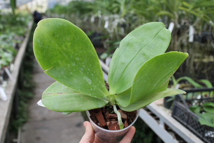 Phalaenopsis (Coral Isles x violacea).jpg