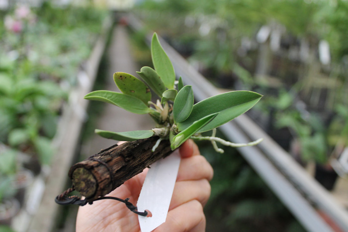 Sophronitis brevipedunculata.jpg