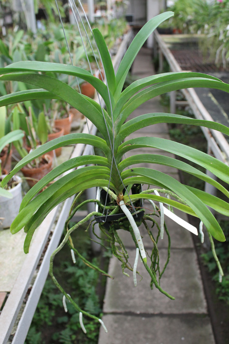 Vanda (Wirat x Kultana Blue).jpg