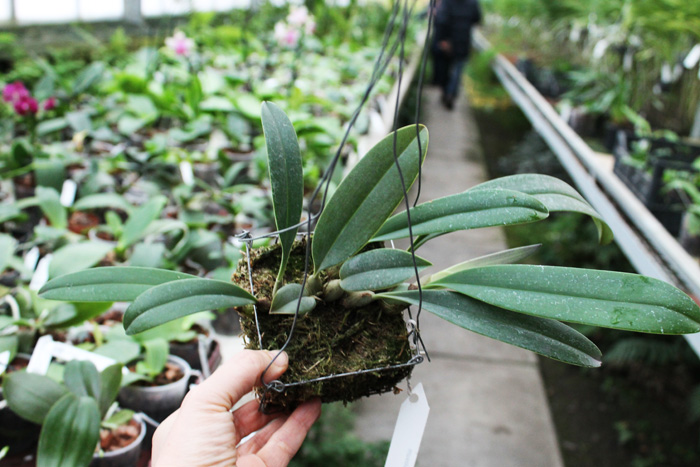 Bulbophyllum papulosum.jpg