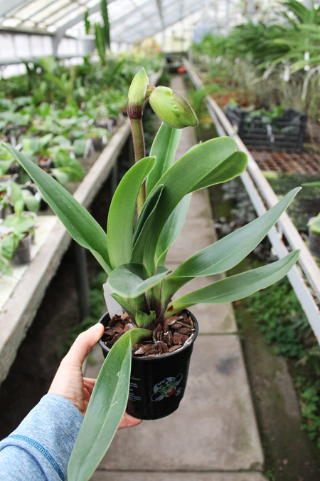 Paphiopedilum Lippewunder hybrid.jpg