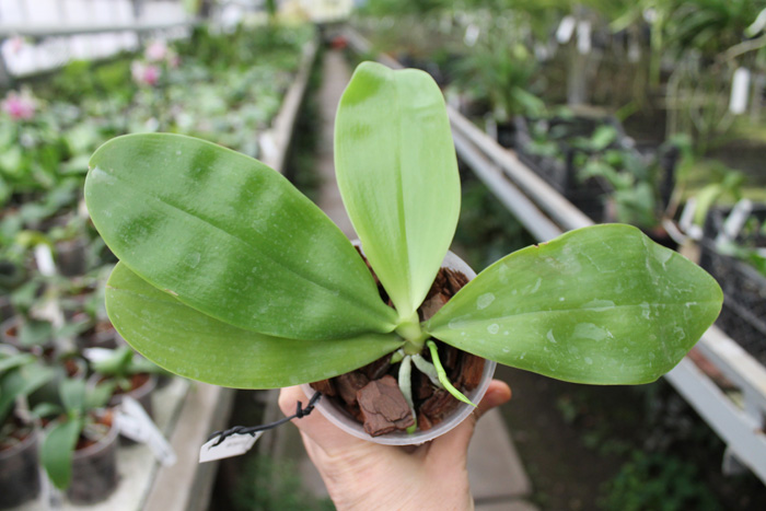 Phalaenopsis Jennifer Palermo C1 type x KS Happy Eagle.jpg