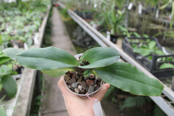 Paphiopedilum moquetteanum.jpg